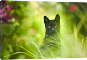 Black Cat - Canvas Print