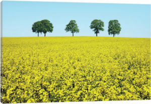 Brotherhood - Canvas Print