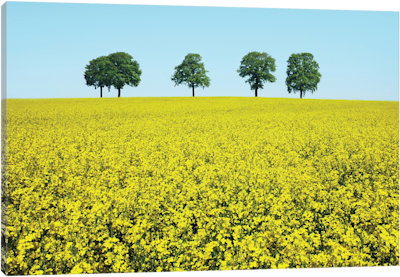 Brotherhood - Canvas Print