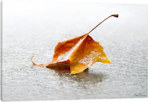 Crisp - Canvas Print