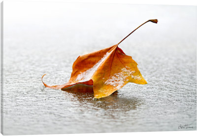 Crisp - Canvas Print