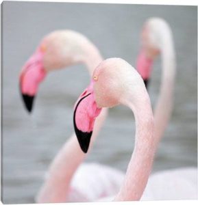 Flamingo I - Canvas Print