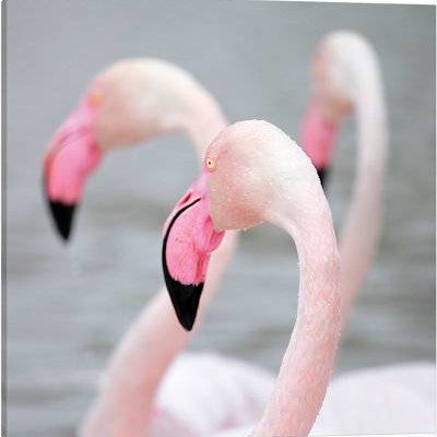 Flamingo I - Canvas Print