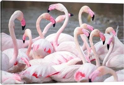 Flamingo II - Canvas Print