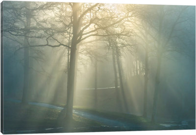 Forest Melody - Canvas Print