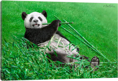 Funny Panda - Canvas Print