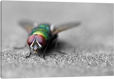 Hello - Canvas Print