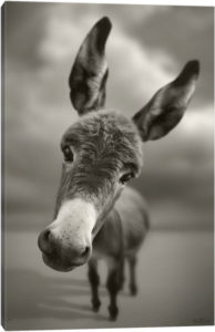 Hey There - Canvas Print