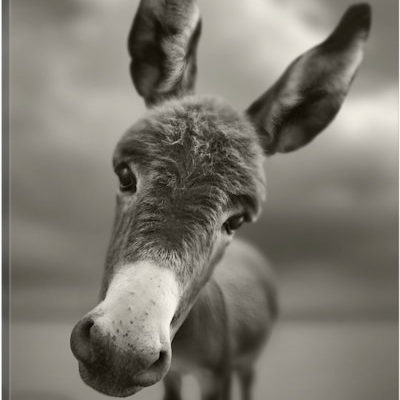 Hey There - Canvas Print