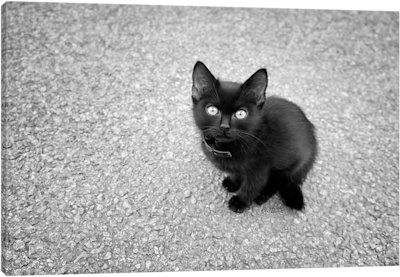 Just A Baby - Canvas Print