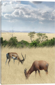 Kenya #2 - Canvas Print