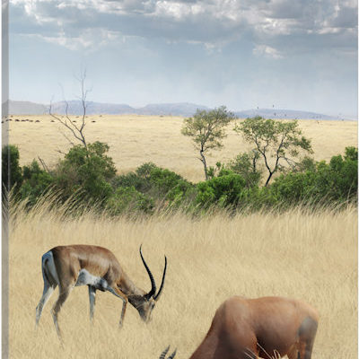 Kenya #2 - Canvas Print