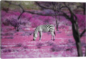 Kenya VII - Canvas Print