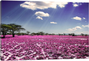 Meadow of Life - Canvas Print