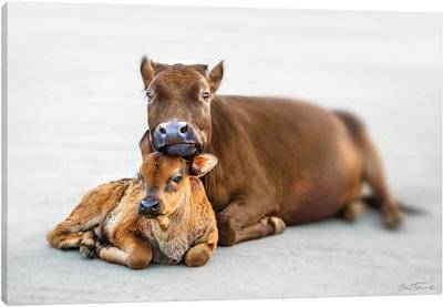 Mother And Son - Canvas Print