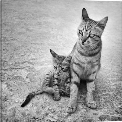 Never Leave Me Alone - Canvas Print