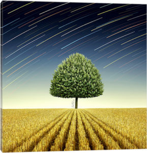 Newton's Apple Tree - Canvas Print