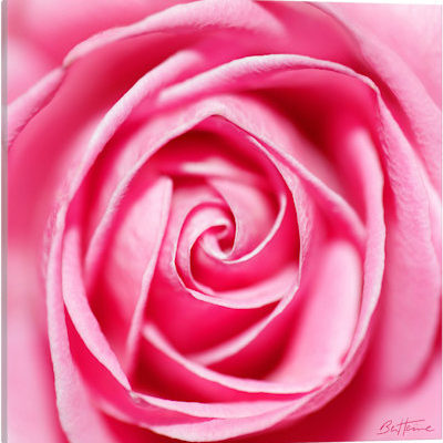 Petal By Petal - Canvas Print