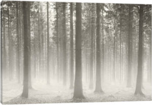 Polish Forest II - Canvas Print