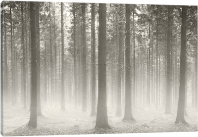 Polish Forest II - Canvas Print