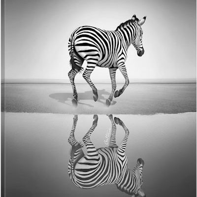 Sea Of Freedom - Canvas Print