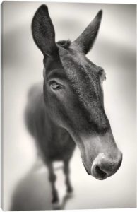 Talking To Me - Canvas Print