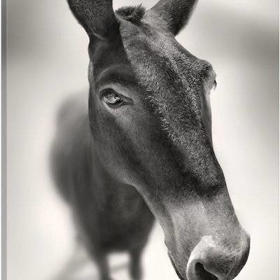 Talking To Me - Canvas Print