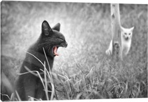 The Beauty And The Beast - Canvas Print