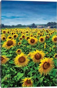 Turn Your Face To The Sun - Canvas Print