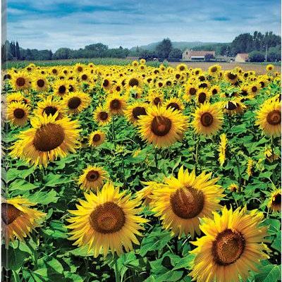 Turn Your Face To The Sun - Canvas Print