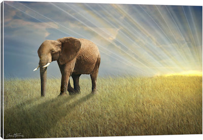 Walk With The Light - Canvas Print