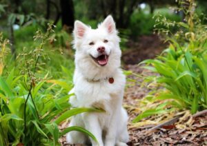 Advantages Of Hemp For Dogs