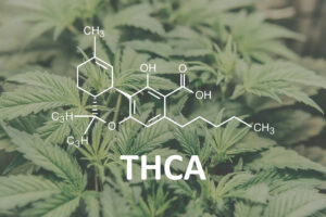 5 Must-Knows Before Athletes Add THCA Flower to Training Routine