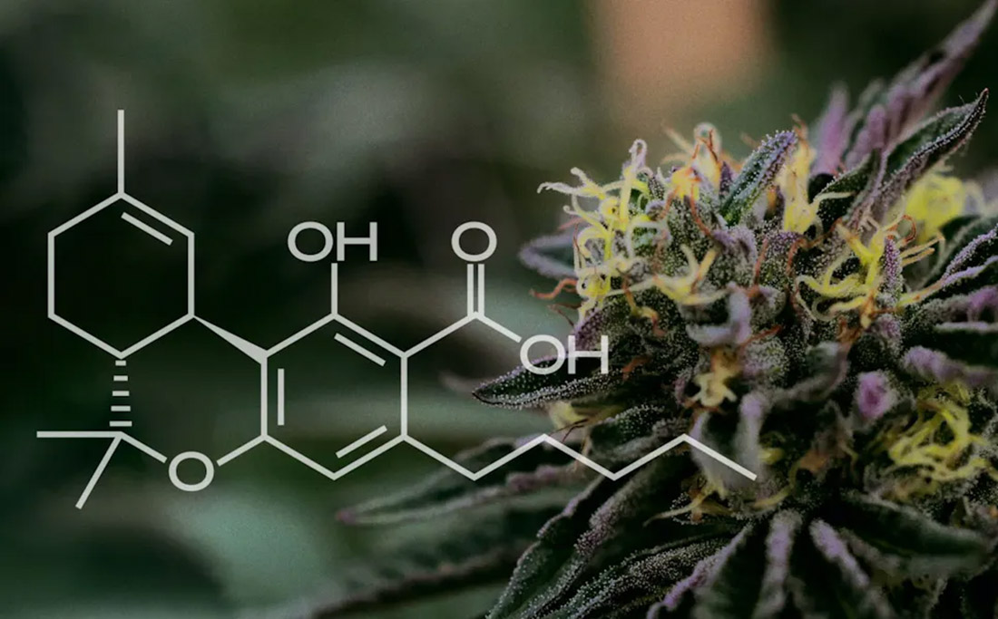5 Must-Knows Before Athletes Add THCA Flower to Training Routine